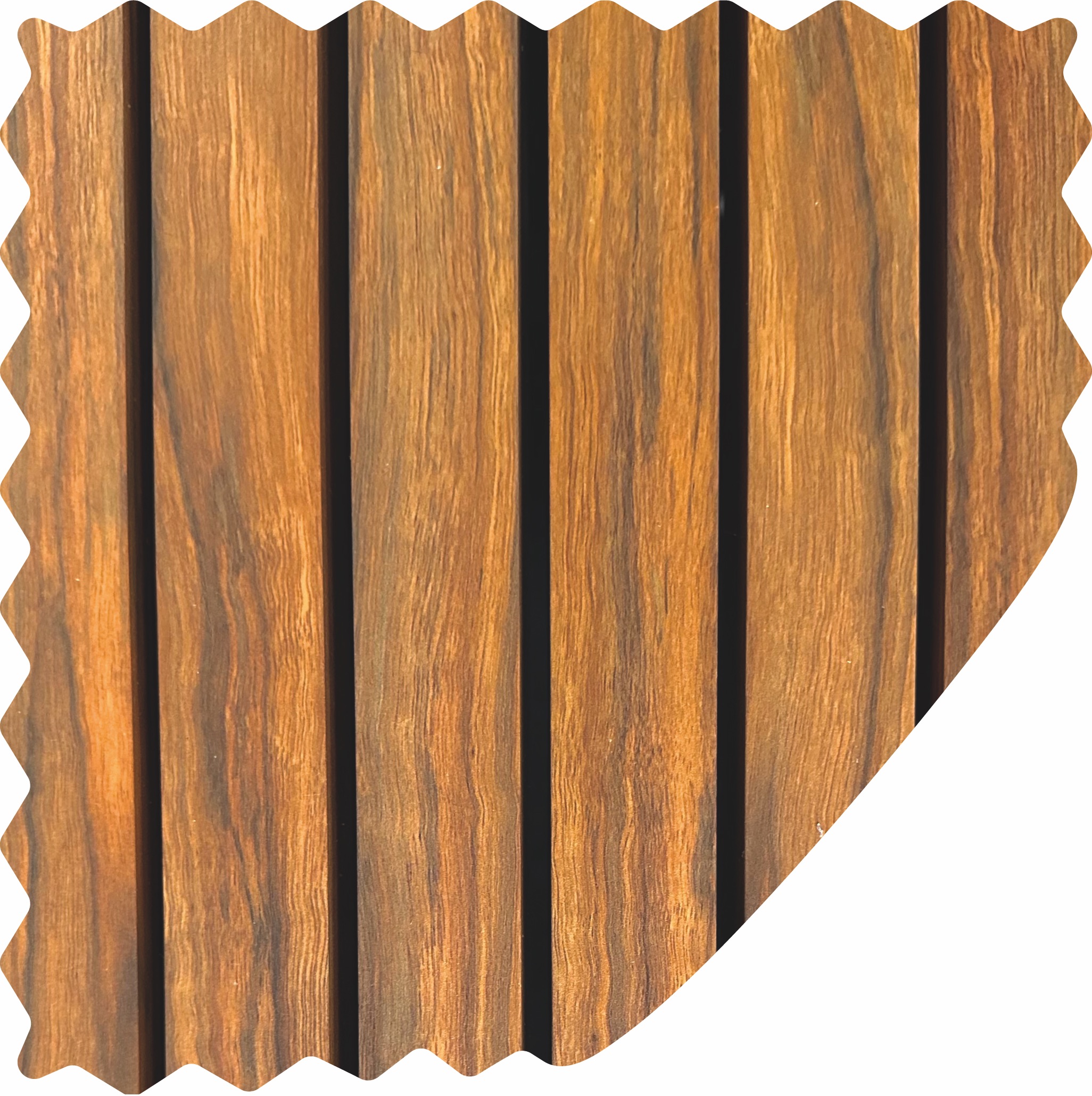 Acacia Folie